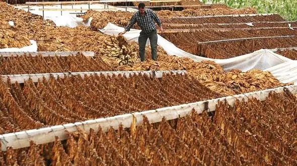 کشف کارگاه تولید غیرمجاز و بهداشتی مواد غذایی در پاکدشت/ تنباکو با طعم پیاز سرخ شده فاسد