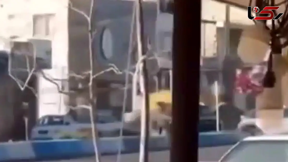 فیلم حمله عجیب لودر به سانتافه در شهرستان نور