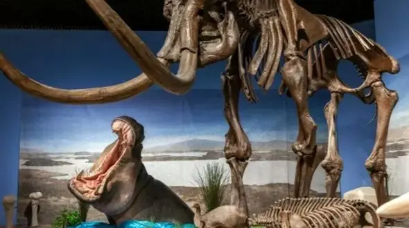 ردپای اسب‌ های آبی در عصر یخبندان؛ رازهای پنهان طبیعت کهن