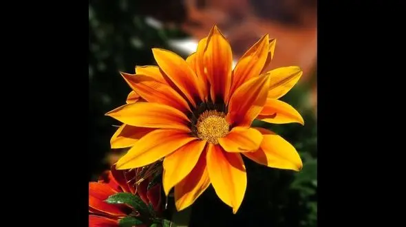 فال ابجد امروز / 23 خرداد ماه + فیلم 