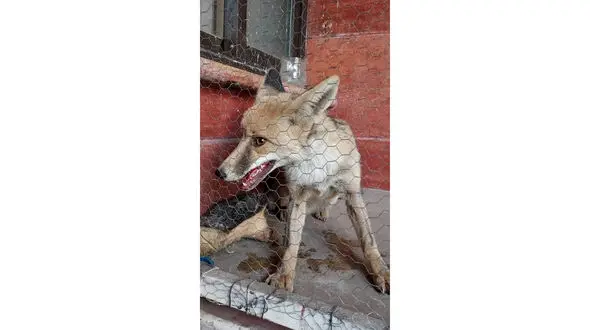 2 عکس از روباهی که ساکنان یک ساختمان را به وحشت انداخت/ در تهران رخ داد