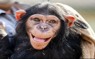 خداحافظی با شامپانزه معروف باغ وحش ارم