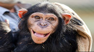 خداحافظی با شامپانزه معروف باغ وحش ارم