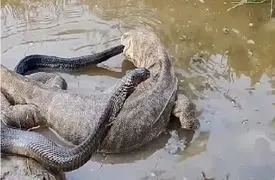 فیلم حیات وحش /  در یک نبرد نیش سمی کومودو و مار را هورت میکشد