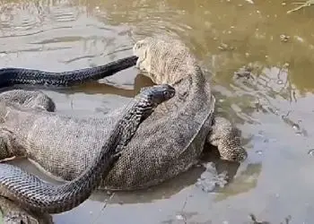 فیلم حیات وحش /  در یک نبرد نیش سمی کومودو و مار را هورت میکشد