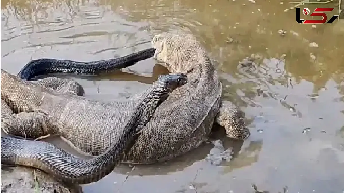 فیلم حیات وحش /  در یک نبرد نیش سمی کومودو و مار را هورت میکشد