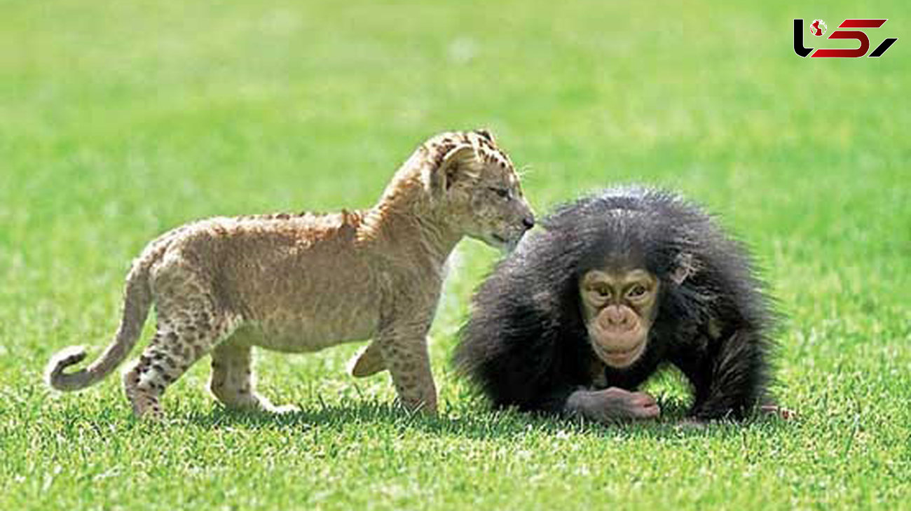 دوستی عجیب توله شیر و بچه میمون+ عکس 