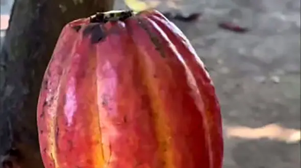 مراحل تهیه کاکائو از درخت کاکائو + فیلم