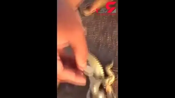 شانس عجیبی که نصیب مرد بیابان‌گرد شد! +فیلم 