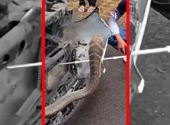 فیلم بیرون کشیدن مار کبرای ۳ متری از وانت در تایلند