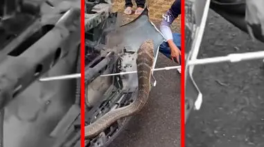 فیلم بیرون کشیدن مار کبرای ۳ متری از وانت در تایلند