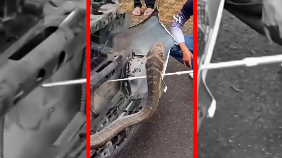 فیلم بیرون کشیدن مار کبرای ۳ متری از وانت در تایلند