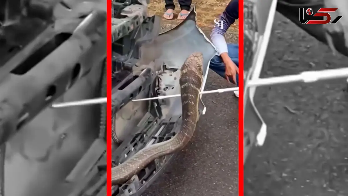 فیلم بیرون کشیدن مار کبرای ۳ متری از وانت در تایلند