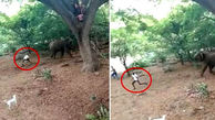 حمله 3 جوان چماق به دست به فیل ها + فیلم 