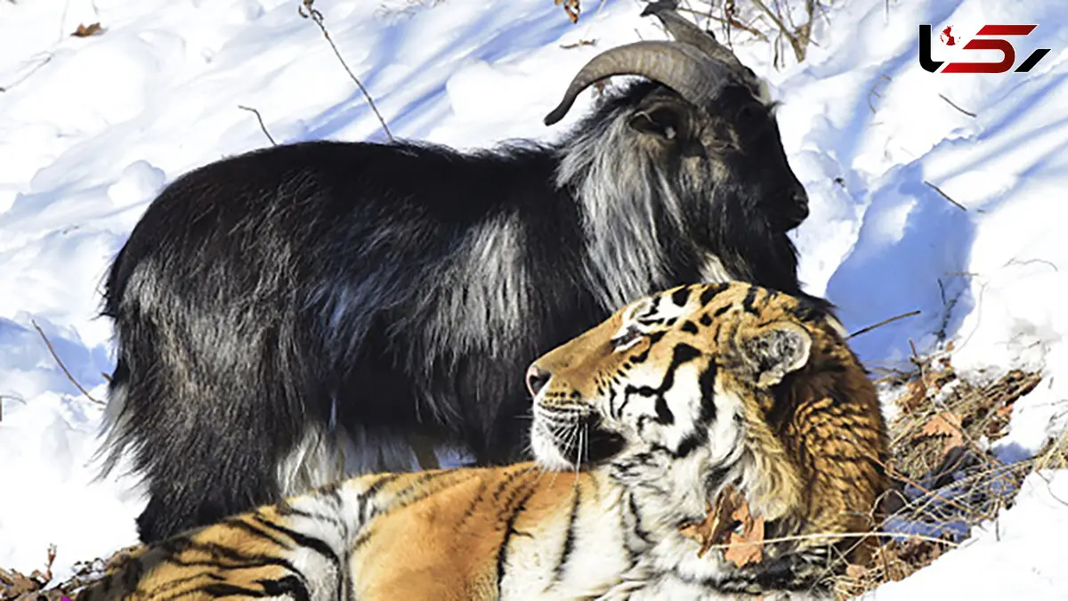 درس زندگی / داستان ببری که فکر می کرد بز است + فیلم