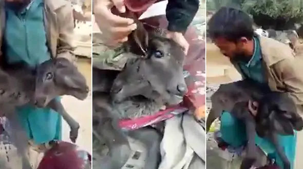 تولد گوساله دو سر در پاکستان + فیلم