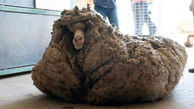فیلم / پیدا شدن گوسفند گمشده در جنگل با ۳۴ کیلو پشم!