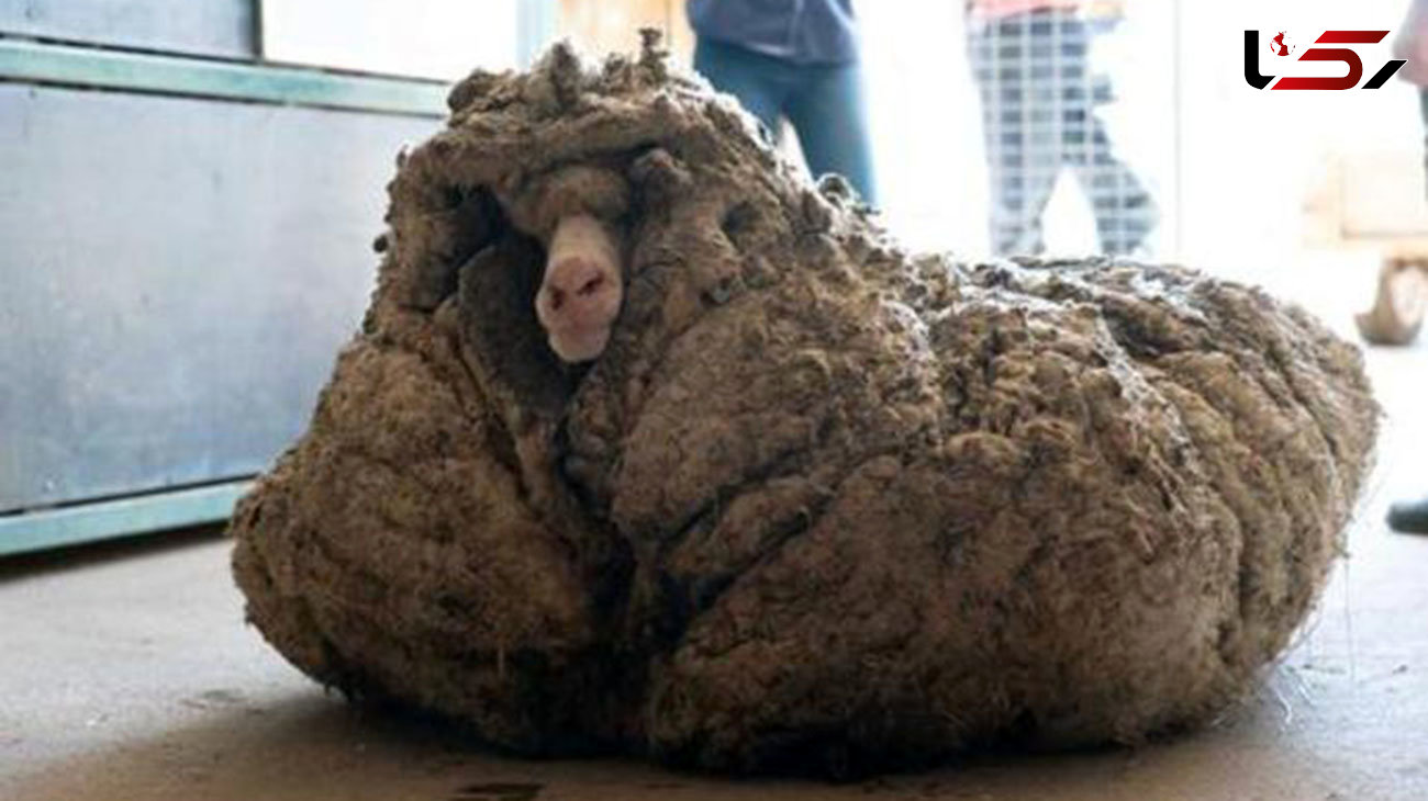 فیلم / پیدا شدن گوسفند گمشده در جنگل با ۳۴ کیلو پشم!