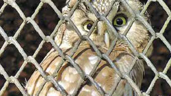 جغد بازیگوش سعادت آباد تهران را بهم ریخت + عکس