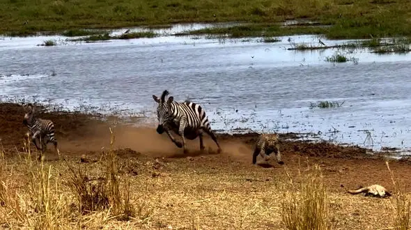 فیلم دفاع مادر گورخر مقابل پلنگ