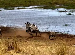 فیلم دفاع مادر گورخر مقابل پلنگ