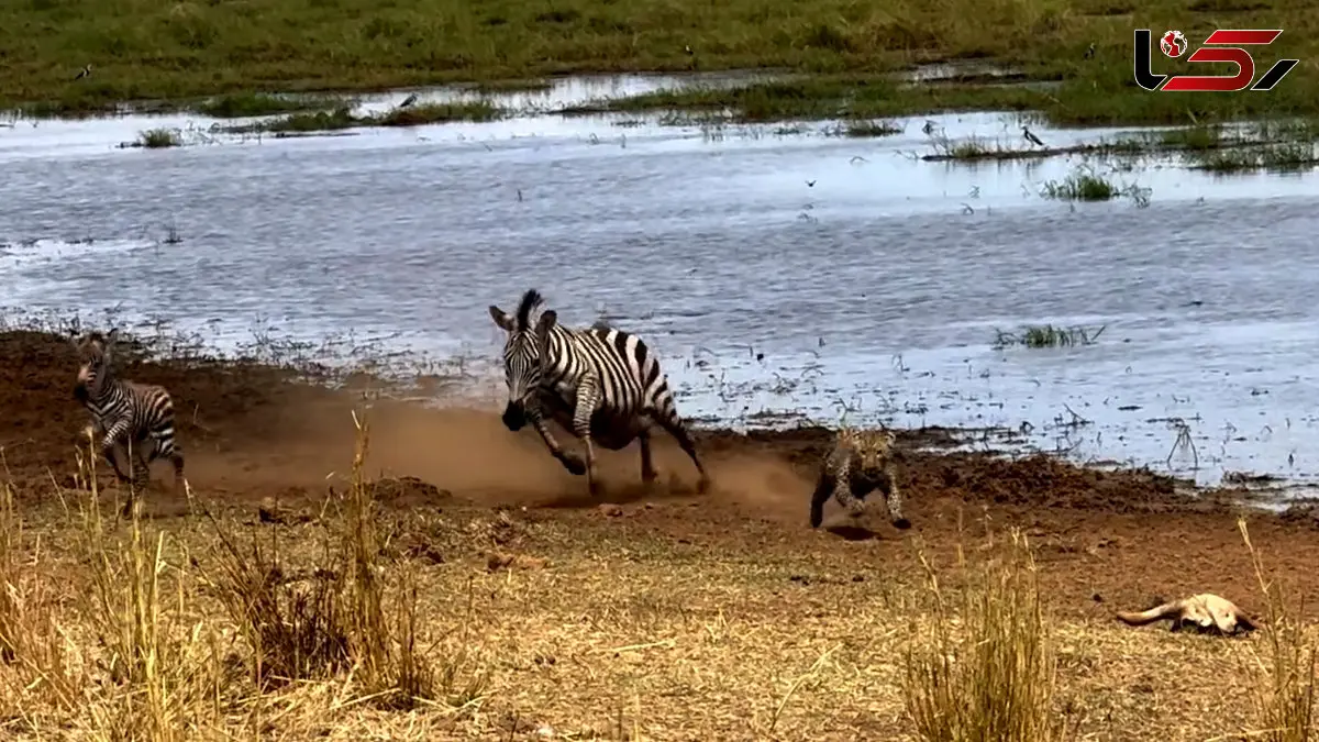 فیلم دفاع مادر گورخر مقابل پلنگ