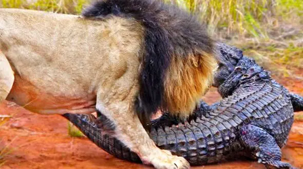 عکس حمله عجیب شیرها به تمساح‌ عظیم‌الجثه  !
