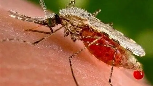 شیوع تب دنگی در لرستان تکذیب شد