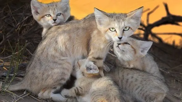 روایت اتفاقی نادر و زیبا در وحشی ترین نقطه ایران / گربه شنی بچه هایش را به شکارچی سپرد!