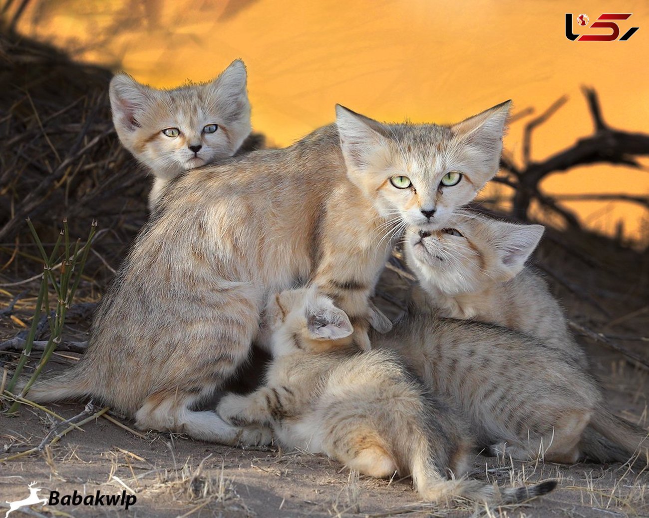 روایت اتفاقی نادر و زیبا در وحشی ترین نقطه ایران / گربه شنی بچه هایش را به شکارچی سپرد!