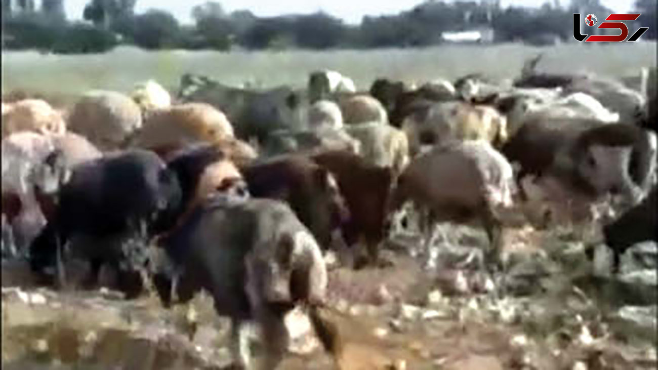 این گوسفندان پیاز خوار شدند! / در دزفول چه خبر است؟