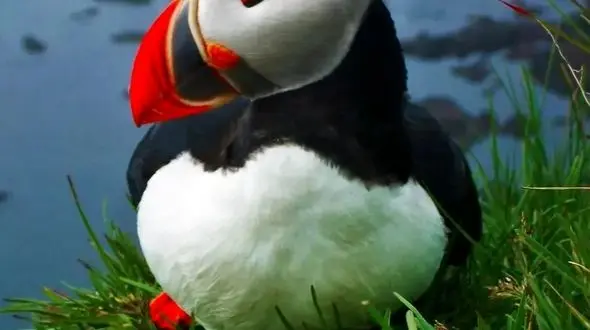 چهره های زیبای حیوانات در حیات وحش