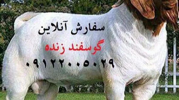 همه چیز در خصوص خرید گوسفند زنده