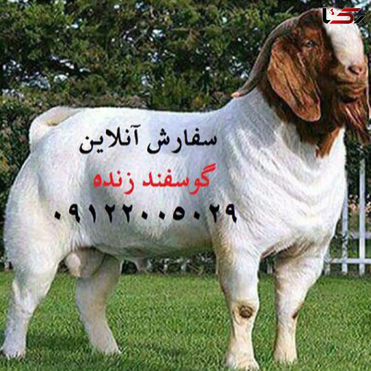 همه چیز در خصوص خرید گوسفند زنده