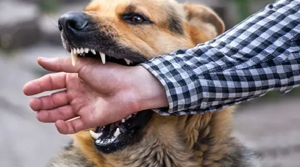 زنگ خطر «هاری» به صدا درآمد؛ ۳ استان صدرنشین حمله سگ‌ها