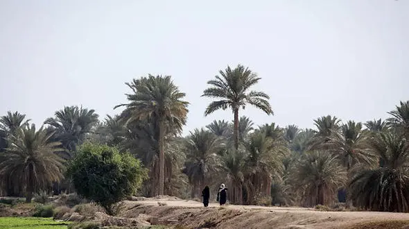 شرور آبادانی خانه ای را به رگبار بست / او در میان نخل ها پنهان شده است