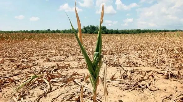 وزارت جهاد کشاورزی مرتکب ترک فعل شده است/ مسئولانی که ترک فعل کردند تا 3 سال ممنوع الخروج شوند