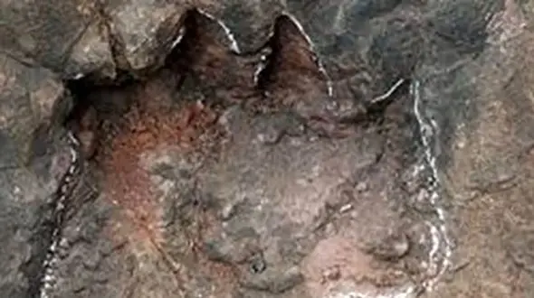 ردپای ۲۵۰ دایناسور کشف شد + عکس 