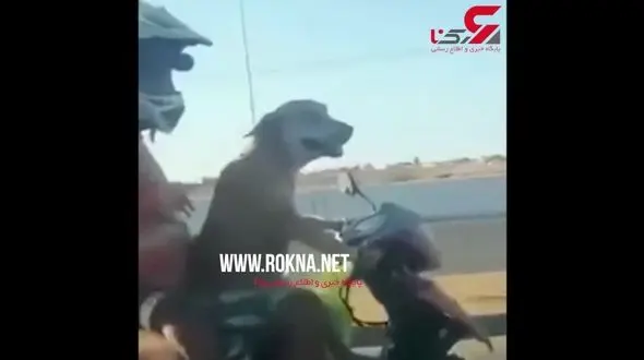 صحنه‌ای عجیب در یکی از اتوبان‌های برزیل! + فیلم 