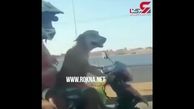 صحنه‌ای عجیب در یکی از اتوبان‌های برزیل! + فیلم 