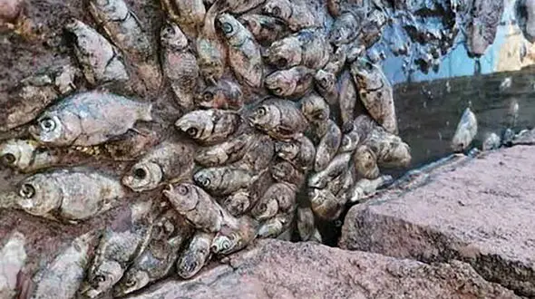 فیلم وحشتناک از مرگ هزاران ماهی در دریاچه کواری آمازون در برزیل 