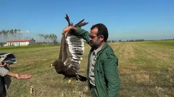 رهایی پرنده نادر عقاب دشتی در جویبار + عکس