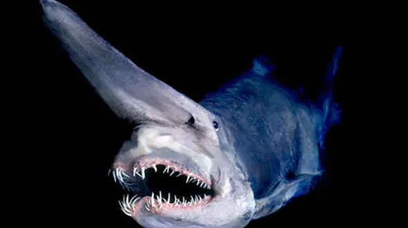 دیو کوسه ها، شکارچیان مخوف+تصاویر 