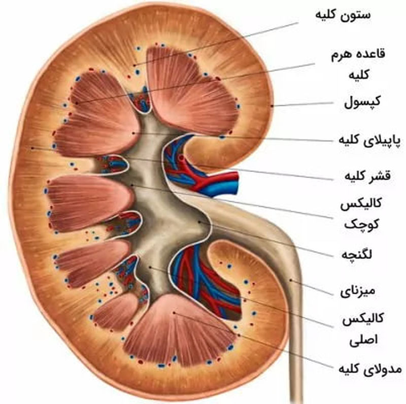 ساختار کلیه