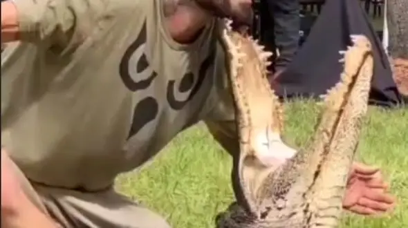 صدای آر‌واره های تمساح و لحظه نزدیک شدن عزائیل به مرد میان سال + فیلم