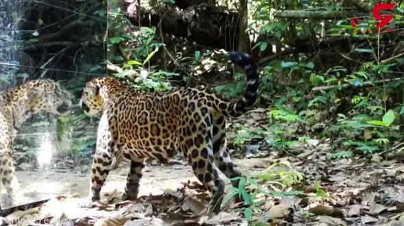 واکنش جالب حیوانات جنگل به دیدن تصویر خود در آینه+فیلم