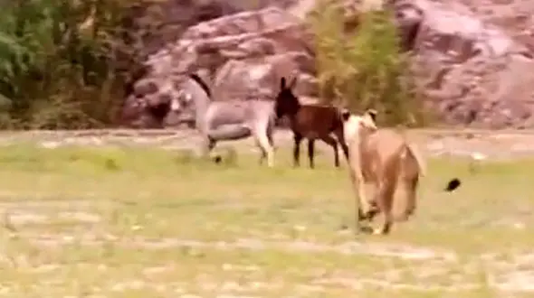 ویدئوی باور نکردنی از تقابل شیر و الاغ در طبیعت