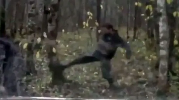 سقوط درخت به روی مردی که به درختان لگد می زد + فیلم