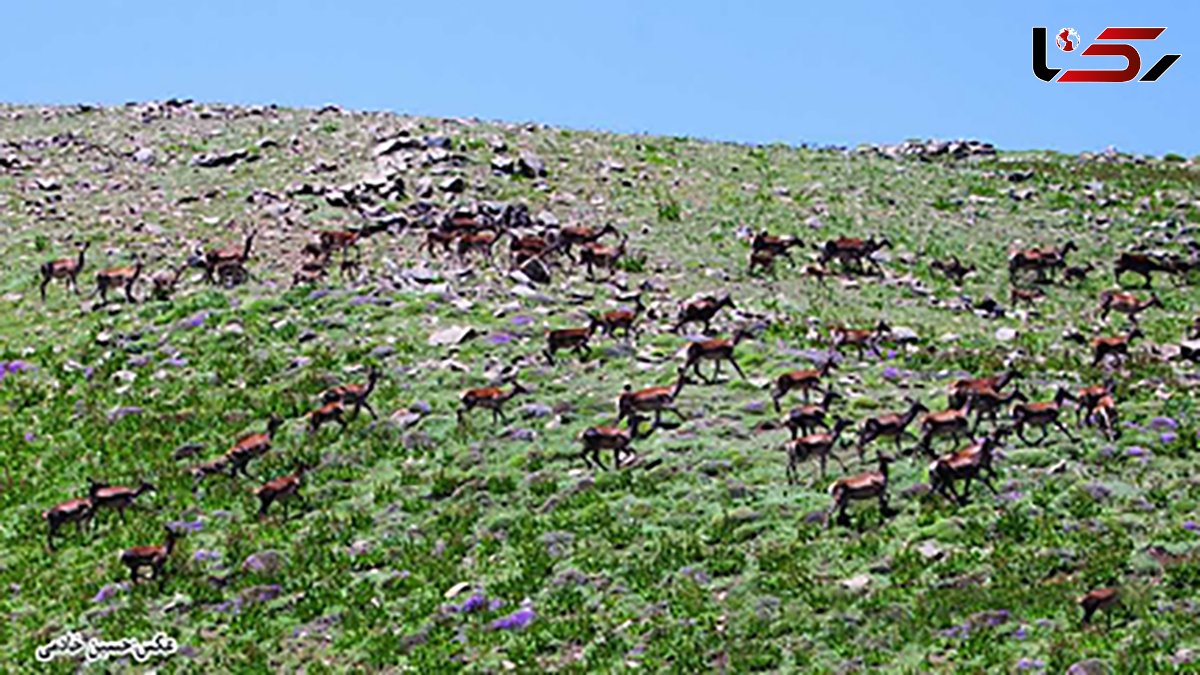 شروع فصل گاوبانکی و مستی مرال ها در مازندران