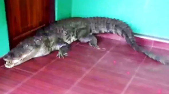 حمله کروکودیل به خانه ناکام ماند + فیلم 